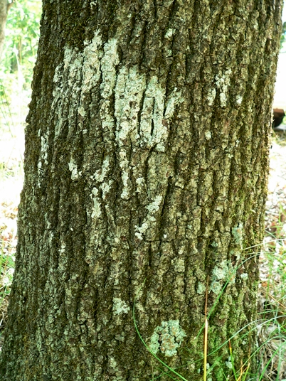 {Quercus georgiana}